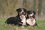 BOUVIER D'APPENZELL 051